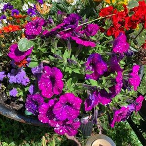 Meet your Posher, N1231